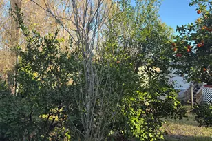 223 High Roller Soldier Rd, Wewahitchka, FL 32465 - Photo 18