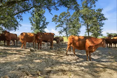 520 Acres US Hwy 331 N, Defuniak Springs, FL 32433 - Photo 30