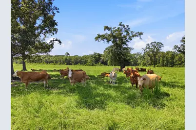 520 Acres US Hwy 331 N, Defuniak Springs, FL 32433 - Photo 40