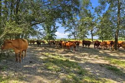 520 Acres US Hwy 331 N, Defuniak Springs, FL 32433 - Photo 2
