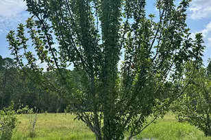 1318 Hwy 177A, Bonifay, FL 32425 - Photo 8