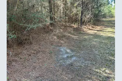Tract#6317 N Harris Stevenson Road, Bonifay, FL 32425 - Photo 6