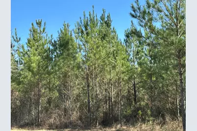Tract#6317 Harris Stevenson Road, Bonifay, FL 32425 - Photo 14