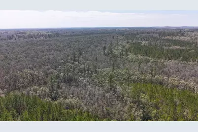 Tract#6416 Brock Road, Caryville, FL 32427 - Photo 6
