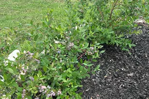 5997 Forest Bay Ave, Gulf Breeze, FL 32563 - Photo 50