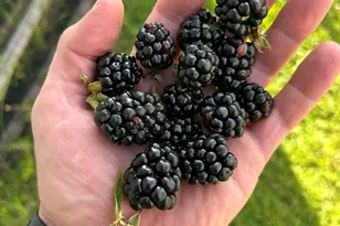 5997 Forest Bay Ave, Gulf Breeze, FL 32563 - Photo 58