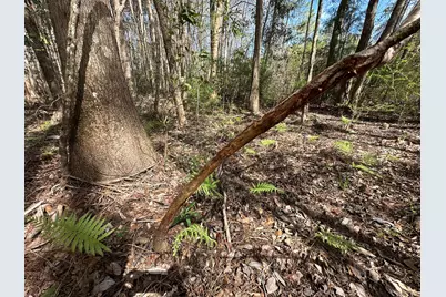 Tract#6409 Davis Road, Caryville, FL 32427 - Photo 2