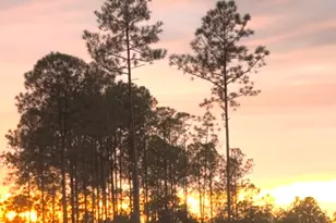 40 Acres Waverly Orchard Circle, Freeport, FL 32439 - Photo 16