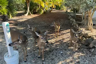 1540 Lantana Ln, Big Pine Key, FL 33043 - Photo 16
