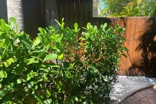 1422 Patricia St, Key West, FL 33040 - Photo 48