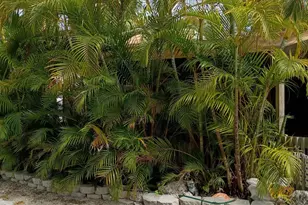 101551 Overseas Hwy, Key Largo, FL 33037 - Photo 64