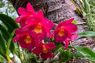 907 Frances St, Key West, FL 33040 - Photo 14