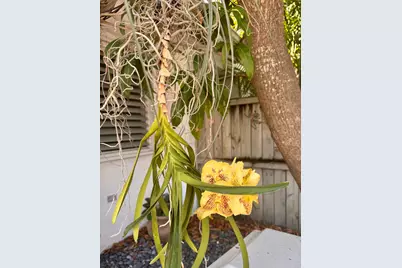 2012 Roosevelt Drive, Key West, FL 33040 - Photo 4