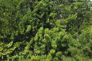 Lot 6 Date Palm Dr, Sugarloaf Key, FL 33042 - Photo 1