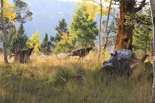 131 Paradiso Rd, Divide, CO 80814 - Photo 46