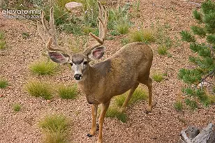131 Paradiso Rd, Divide, CO 80814 - Photo 42