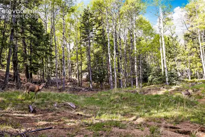 714 Will Stutley Drive, Divide, CO 80814 - Photo 10