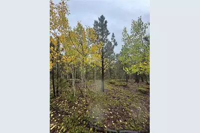 7935 County Road 51, Divide, CO 80814 - Photo 4