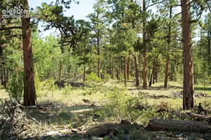 3800 Doe Valley Rd, Guffey, CO 80820 - Photo 30