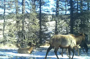 4797 Co Rd 42, Divide, CO 80814 - Photo 48