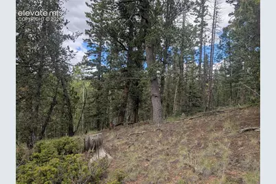 2455 Yorktown Road, Cripple Creek, CO 80813 - Photo 14