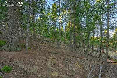 88 Malmsey Lane, Divide, CO 80814 - Photo 8
