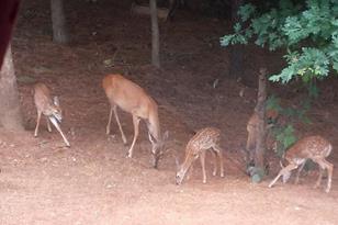 118 Copper Leaf Way - Photo 30