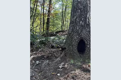 Tract3 Turniptown Road, Ellijay, GA 30536 - Photo 44