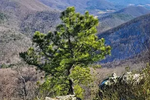 325 Scataway Rd, Hiawassee, GA 30546 - Photo 50