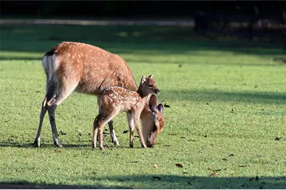 297 Fairview Court, Jasper, GA 30143 - Photo 74