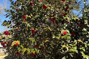 2095 Shallowford Park Manor, Roswell, GA 30075 - Photo 46