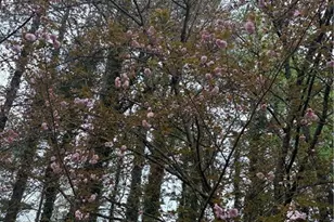 2095 Shallowford Park Manor, Roswell, GA 30075 - Photo 48