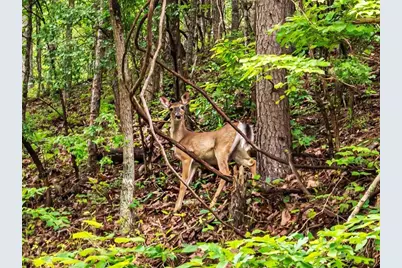 1400 Foxhound Trail NE, Ranger, GA 30734 - Photo 14