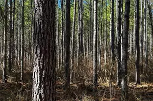 0 Conniston Rd, Chatsworth, GA 30705 - Photo 16