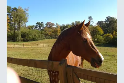 1096 Sutton Mill Road, Clarkesville, GA 30523 - Photo 4