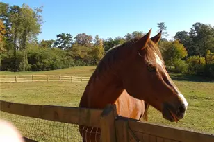 1096 Sutton Mill Rd, Clarkesville, GA 30523 - Photo 4