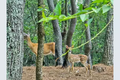 75 Mountain Mint Drive, Big Canoe, GA 30143 - Photo 2