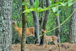 75 Mountain Mint Dr, Big Canoe, GA 30143 - Photo 2