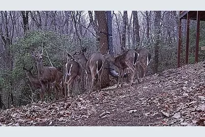 137 Ascherman Court, Blue Ridge, GA 30513 - Photo 38