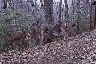 137 Ascherman Court, Blue Ridge, GA 30513 - Photo 38