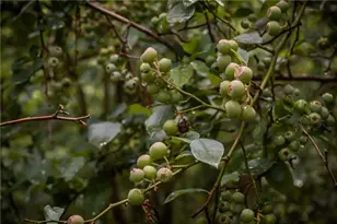 836 Sulphur Springs Rd, Fairmount, GA 30139 - Photo 30