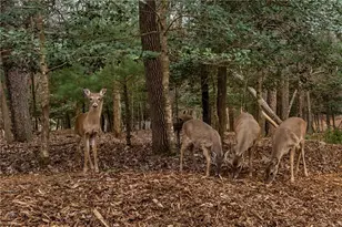 70 Muller Ln, Ellijay, GA 30540 - Photo 42