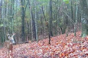 159 Moores Ferry Rd, Plainville, GA 30733 - Photo 40