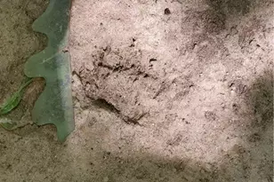 385 McClain Mountain Rd, Jasper, GA 30143 - Photo 60