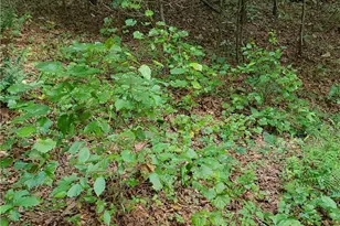 385 McClain Mountain Rd, Jasper, GA 30143 - Photo 58