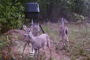 1330 Yonah Homer Rd, Maysville, GA 30558 - Photo 54