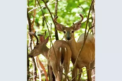 1038 Bear Paw Ridge, Dahlonega, GA 30533 - Photo 26