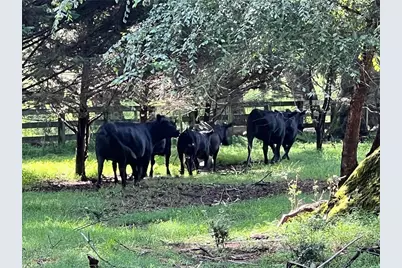 6223 Hulsey Road, Clermont, GA 30527 - Photo 8