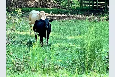 6223 Hulsey Road, Clermont, GA 30527 - Photo 6