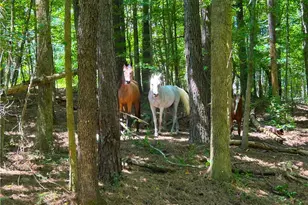 446 McGukin Rd, Bremen, GA 30110 - Photo 54